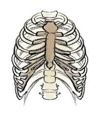 It is made up of 12 function. Rib Cage Fascinating Facts About Body Parts The Star
