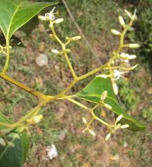 Image result for Metteniusaceae