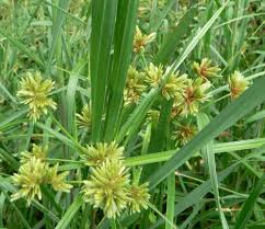 Image result for Cyperaceae