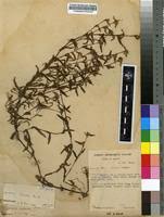 Image result for Cyanotis lanata