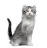 Kinkalow Cat • Purrfect Cat Breeds