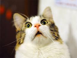 Cats Making Funny Faces Shocked Cat Funny Cat Videos Crazy Cats