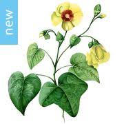 Image result for Sparrmannia ricinocarpa