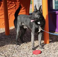 Safe haven puppy rescue reston. Pet Adoption In The Leesburg Area New Dogs Cats Added This Week