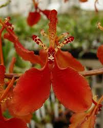 Image result for Hionanthera
