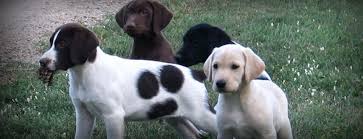We are committed to offering german shorthaired pointer puppies who will grow up to become important members of your family. German Shorthaired Lab Mix Gsp Labrador Hybrid Hunting Dogs