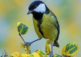 The warmest month is typically july, which averages 23.2°c/73.8°f. Evolution Im Garten Lang Gefutterte Schnabel Wissenschaft De