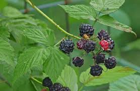 We did not find results for: Blackberris Vs Raspberries Creasey Mahan Nature Preserve