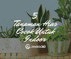 Palem kuning salah satu jenis tanaman hias yang bermanfaat. 5 Tanaman Hias Cocok Untuk Indoor Dan Tips Merawatnya