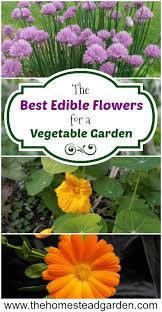 The Best Edible Flowers For A Vegetable Garden List Of Edible Flowers Vegetable Garden Planner Organic Vegetable Garden