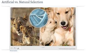 .(answer key) download student exploration: What Does Artificial Selection Mean