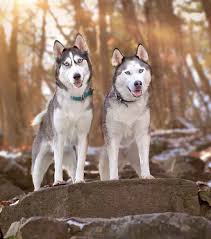 Seppala siberian sleddog puppies for sale | atlanta, ga #330481. Seppala Siberian Sleddog Puppies For Sale Georgetown Tx Puppies Puppies For Sale Siberian Husky
