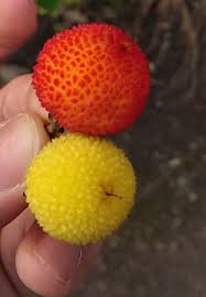 Pin On Exotic Fruit