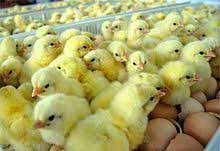 Cari terjemahan di wikidata untuk: Ayam Broiler Wikipedia Bahasa Indonesia Ensiklopedia Bebas