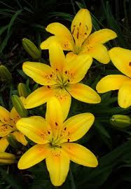 Asiatic Lillies Beautiful Gardens Planting Flowers Garden Flower Beds