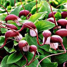 Image result for Psorospermum mechowii