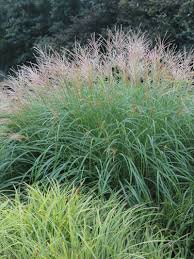 Miscanthus wird in deutschland immer öfter angebaut. Stauden Stade Versand Shop Miscanthus Sinensis Adagio Chinaschilf Hier Bestellen