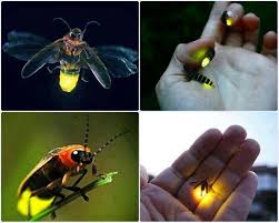 Fireflies Or Lightning Bugs Or Lampyridae Is A Family Of Insects In The Beetle Order Coleoptera They Are Winged Beetles And Firefly Animals Animals Beautiful