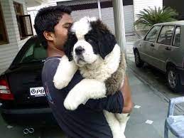 Saint Bernard Puppy Cute Baby Animals St Bernard Puppy St Bernard Dogs