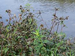 Image result for foto Dvouzubec