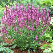 Flowering Plants Salvia Plants Drought Tolerant Garden Salvia