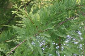 Häufigkeit und zeitpunkt für den beschnitt hängen. Schnellwachsende Und Immergrune Baume Fur Den Garten Gartendialog De
