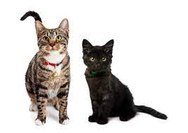 Pet adoption service in atlanta, georgia. Kittens For Sale In Atlanta Georgia Adoptapet Com