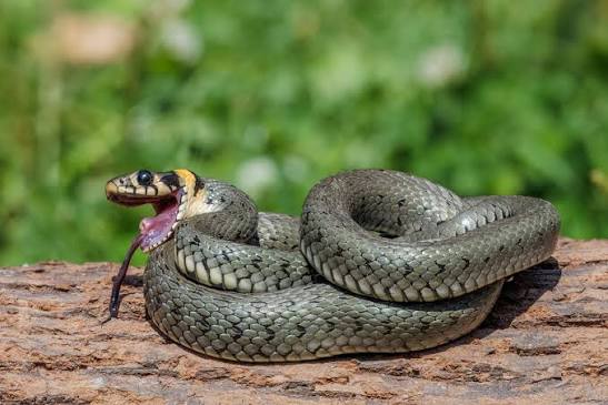 Grass snake - Wikipedia