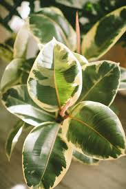 Bird Of Paradise Home Depot Canada Variegated Rubber Tree Rubber Tree Rubber Tree Plant Plant Leaves