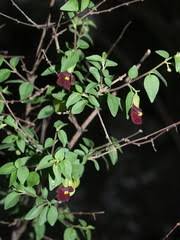 Image result for Tinnea rhodesiana