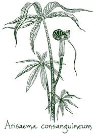 Image result for Arisaema