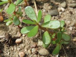 Image result for Portulaca centrali-africana