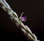 Image result for Pandiaka rubrolutea