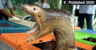 The national wildlife federation's family of magazines include: Opinion Coronavirus Revenge Of The Pangolins The New York Times
