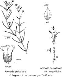 Image result for Polygala arenaria
