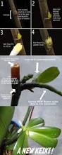 Image result for orchid cuttings