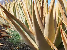 Dry soil that requires watering more than once a week. Why Aloe Vera Plant Is Turning Brown Plant Index