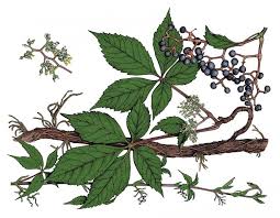 Proper tree identification is the first step to understanding and managing our forests. Virginia Creeper Woodbine Mdc Teacher Portal