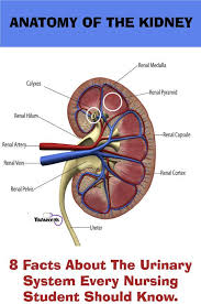 The Kidneys Are Bean Shaped Organs Situated Outside And Behind The Peritoneal Cavity Or Retroperitonea Nursing Students Nursing Notes Nursing School Clinicals