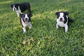 As such i've limited our excursions to friend's homes and the sidewalk around my neighborhood. Boston Terrier Puppies Akc With Vet Exams And Pedigrees For Sale In San Antonio Texas Classified Americanlisted Com