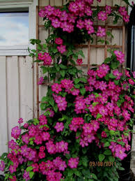 Clematis Ville De Lyon Allt Om Tradgard Tradgard Klematis Blommor
