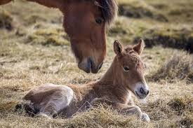 comparing horse to human age