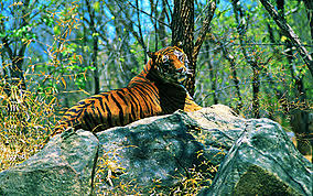 Wayanad Wildlife Sanctuary Wikipedia Gir wildlife sanctuary lies in talala in gir somnath district of gujarat and is one of the most visited wildlife sanctuaries in india. wayanad wildlife sanctuary wikipedia