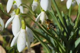 Maybe you would like to learn more about one of these? After Surviving The Beast From The East The Bees Are Out Foraging On The Snowdrops