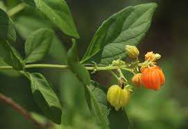 Image result for Hoslundia