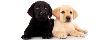 It's also a skill you should start practicing as soon as you bring home your new furry friend. Training Lab Puppies Home Facebook