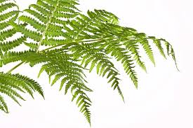 Image result for Pteridium