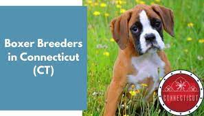 Boxer puppies for adoption in iowa. 8 Boxer Breeders In Connecticut Ct Boxer Puppies For Sale Animalfate