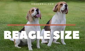 Beagle Size At What Age Is A Beagle Full Grown Dog Dwell