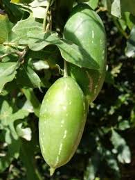 Image result for Coccinia sessilifolia